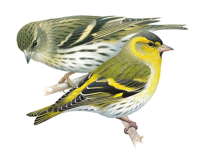 National Geographic Field Guide to the Birds of North America
