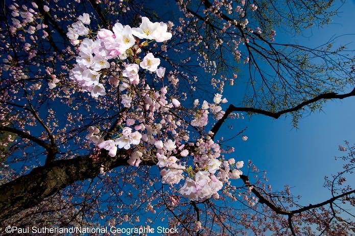 Cherry Blossoms: The Official Book of the National Cherry Blossom Festival