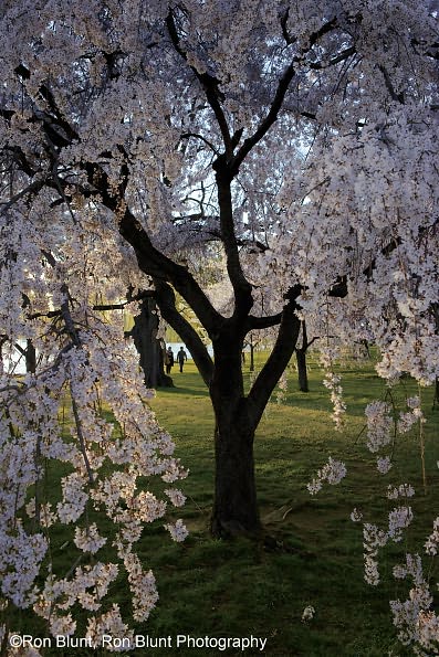 Cherry Blossoms: The Official Book of the National Cherry Blossom Festival
