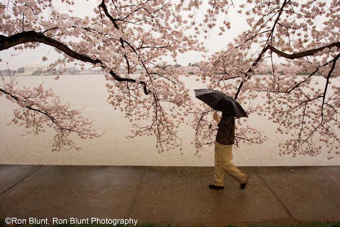 Cherry Blossoms: The Official Book of the National Cherry Blossom Festival