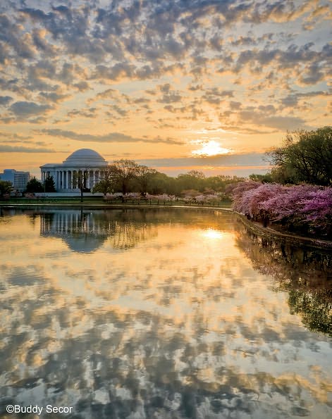 Cherry Blossoms: The Official Book of the National Cherry Blossom Festival
