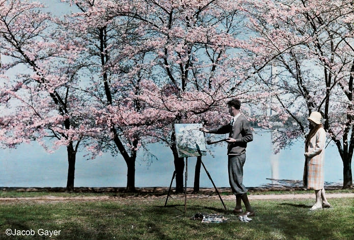 Cherry Blossoms: The Official Book of the National Cherry Blossom Festival
