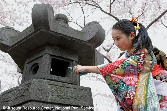 Cherry Blossoms: The Official Book of the National Cherry Blossom Festival