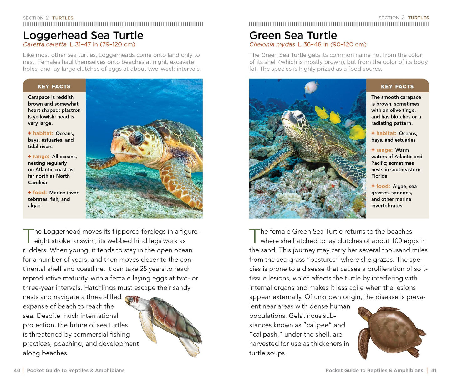 National Geographic Pocket Guide to Reptiles and Amphibians of North America