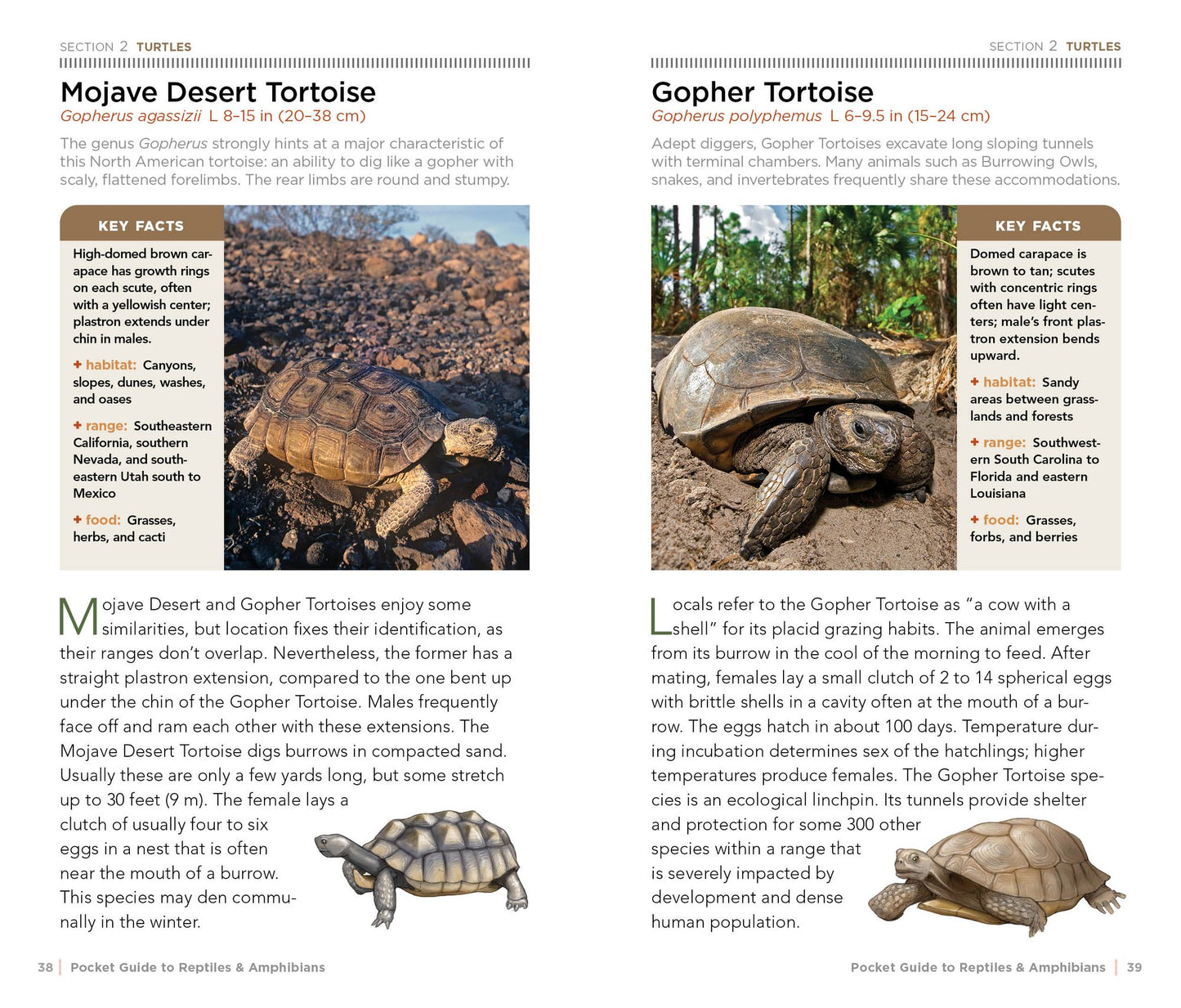 National Geographic Pocket Guide to Reptiles and Amphibians of North America