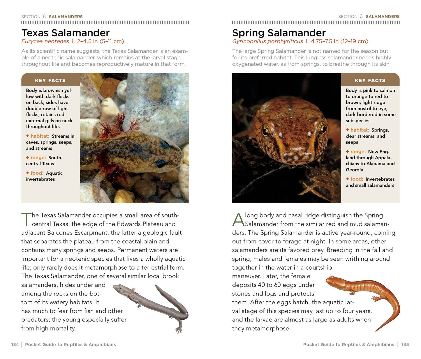 National Geographic Pocket Guide to Reptiles and Amphibians of North America