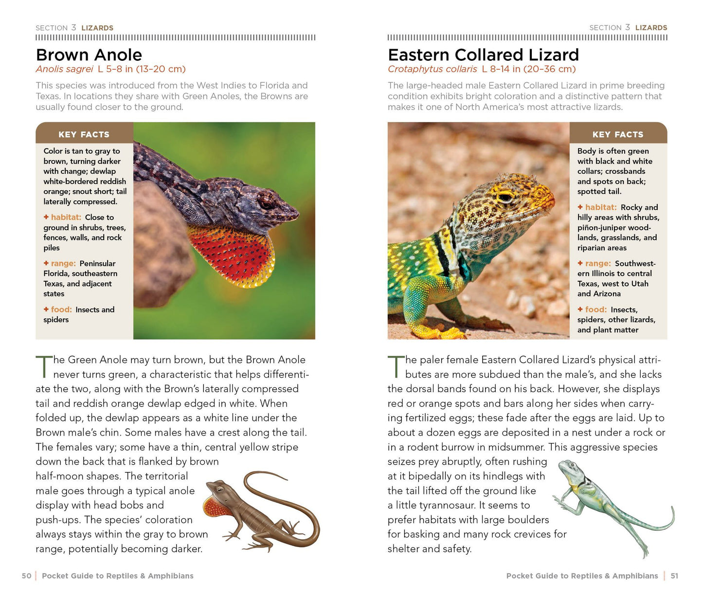 National Geographic Pocket Guide to Reptiles and Amphibians of North America