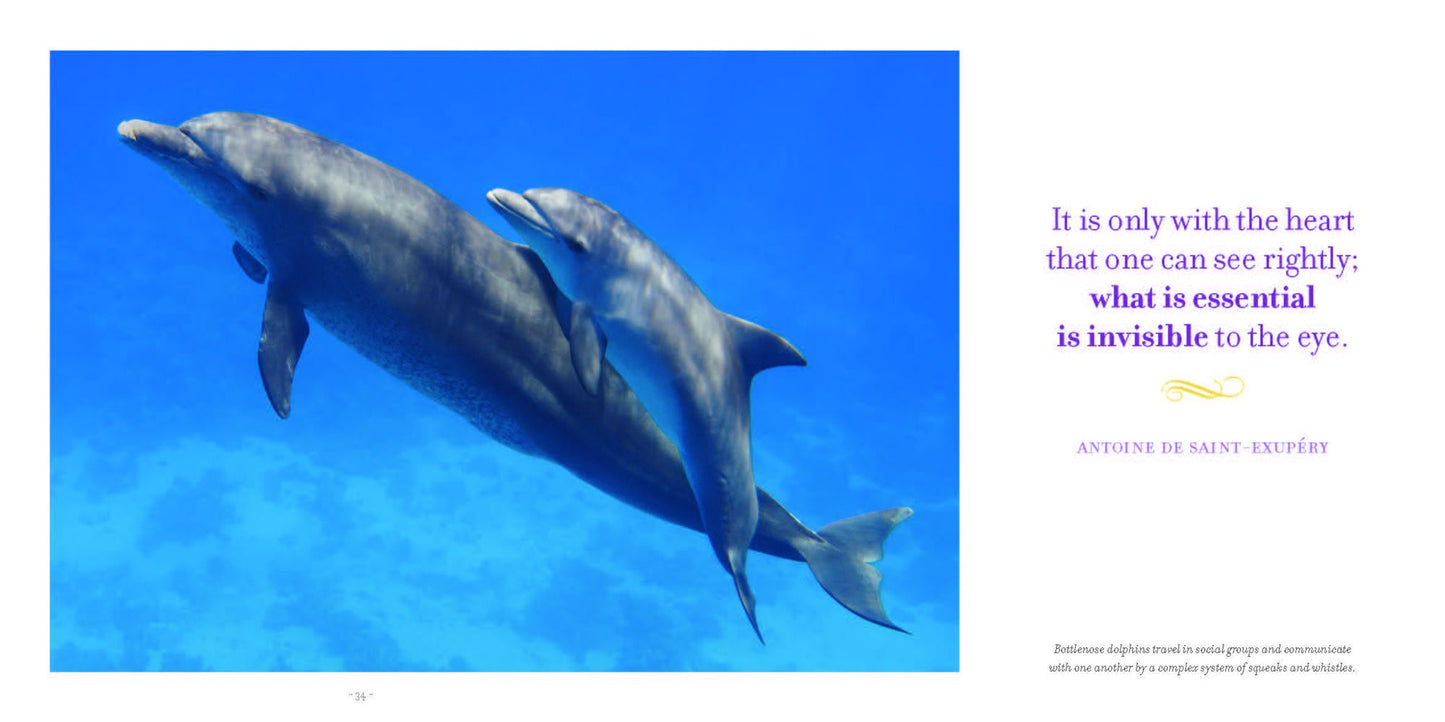 Amazing Moms: Love and Lessons From the Animal Kingdom