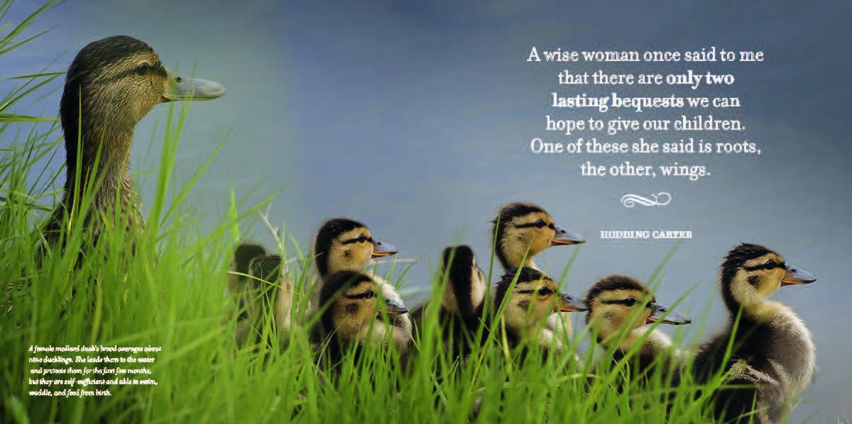 Amazing Moms: Love and Lessons From the Animal Kingdom