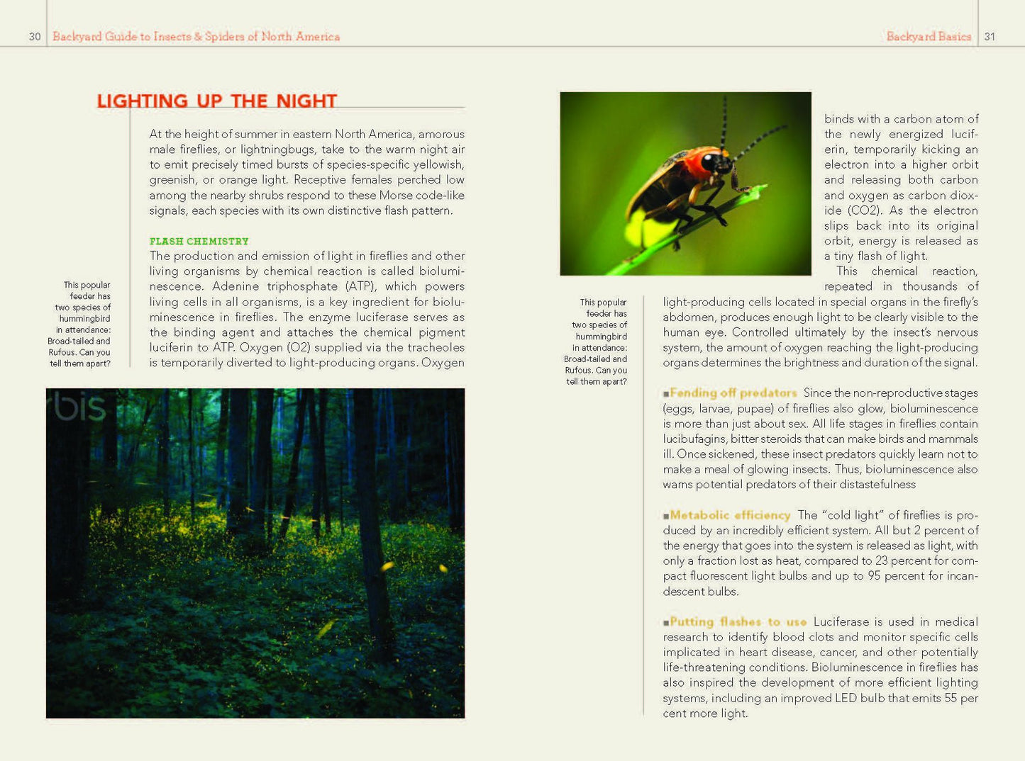 National Geographic Backyard Guide to Insects and Spiders of North America