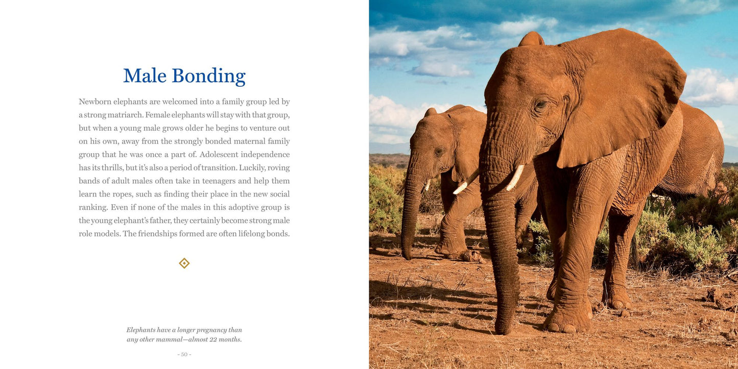 Amazing Dads: Love and Lessons From the Animal Kingdom