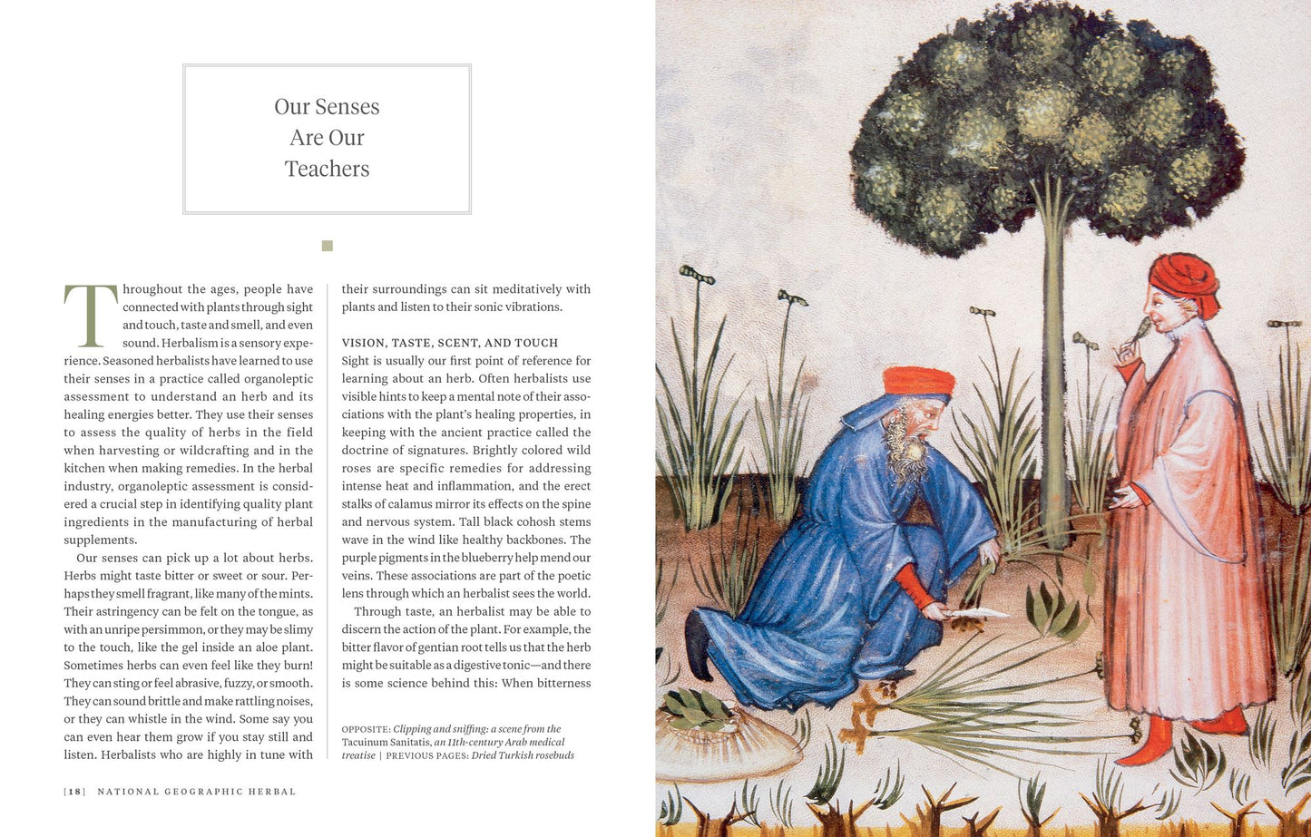 National Geographic Herbal: 100 Herbs From the World's Healing Traditions
