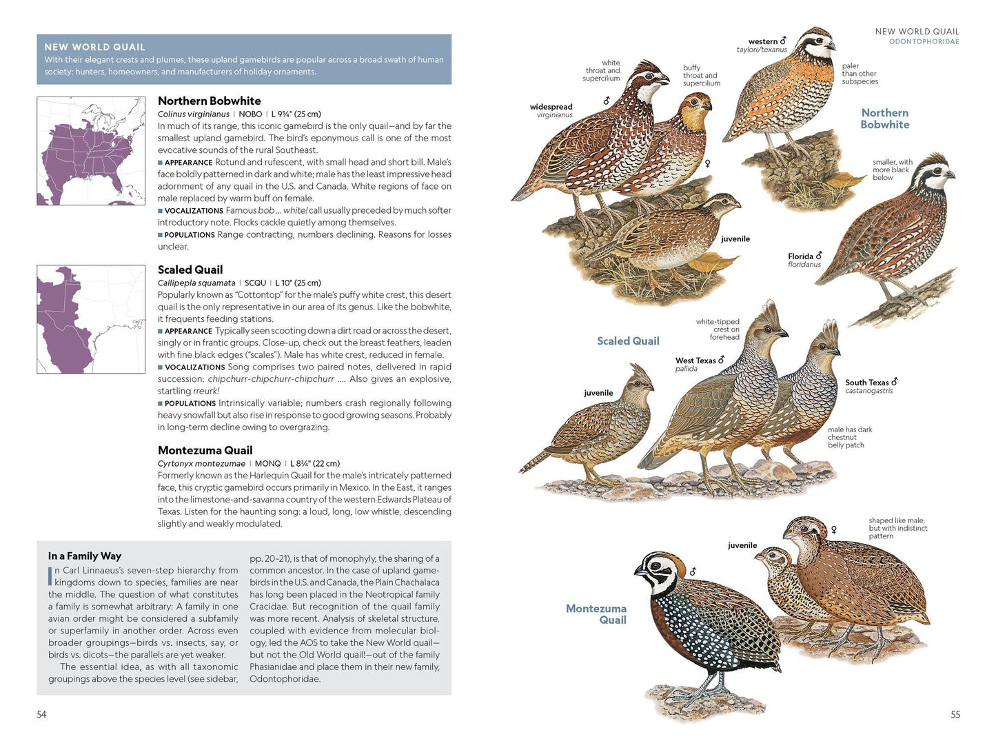 National Geographic Field Guide to the Birds of the United States and Canada-East, 2nd Edition