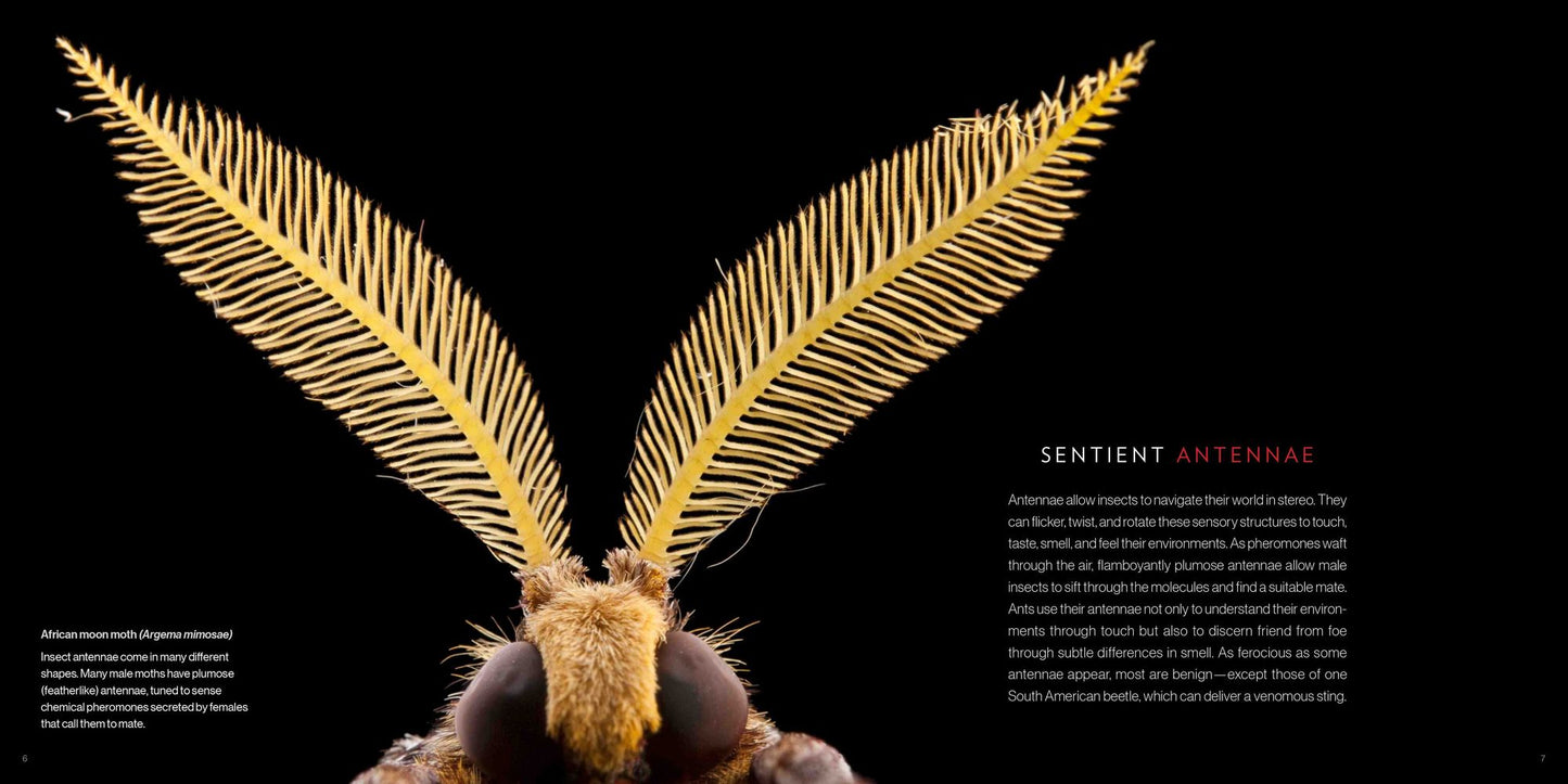 National Geographic Photo Ark Insects: Butterflies, Bees, and Kindred Creatures