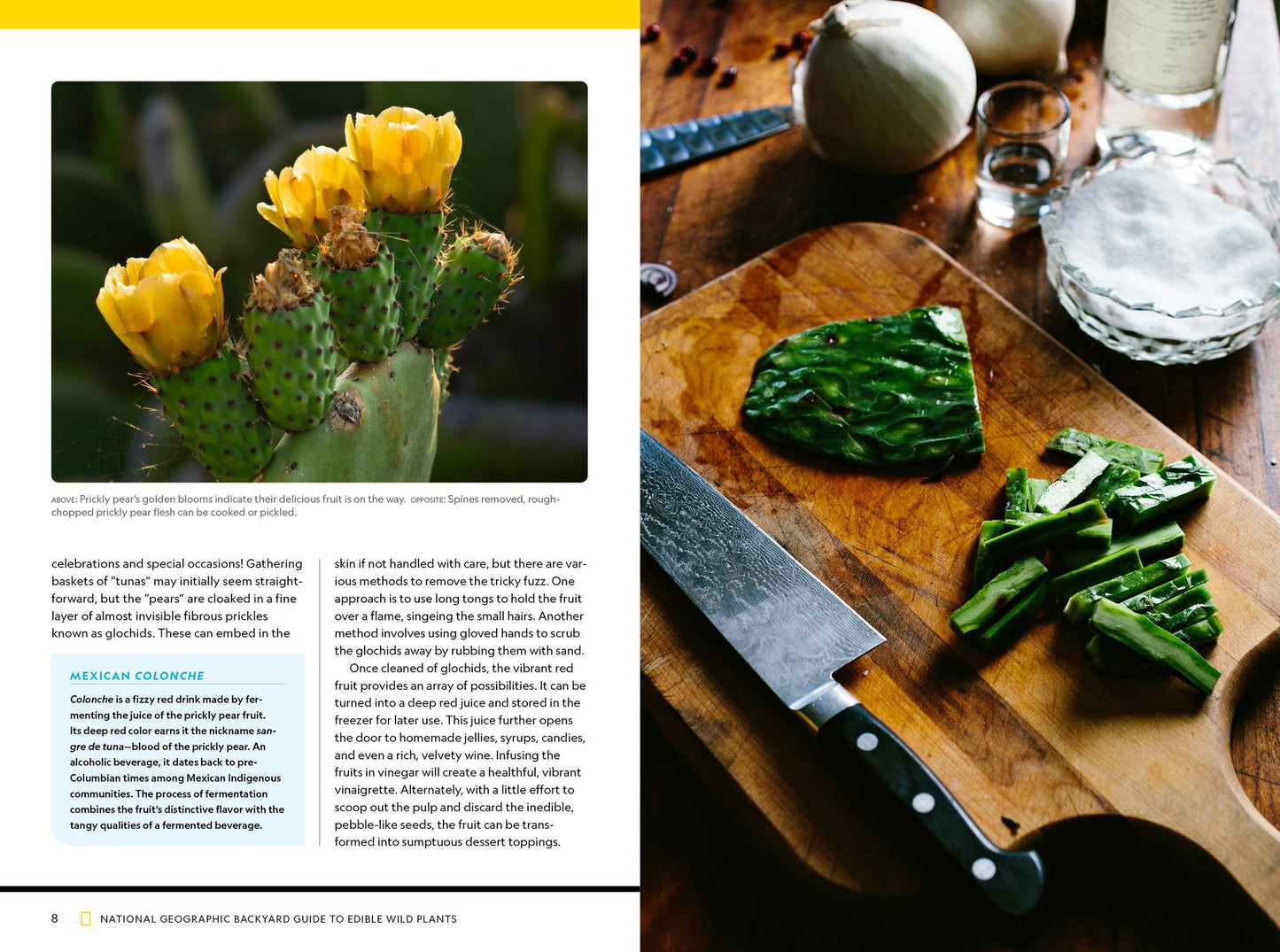 National Geographic Backyard Guide to Edible Wild Plants
