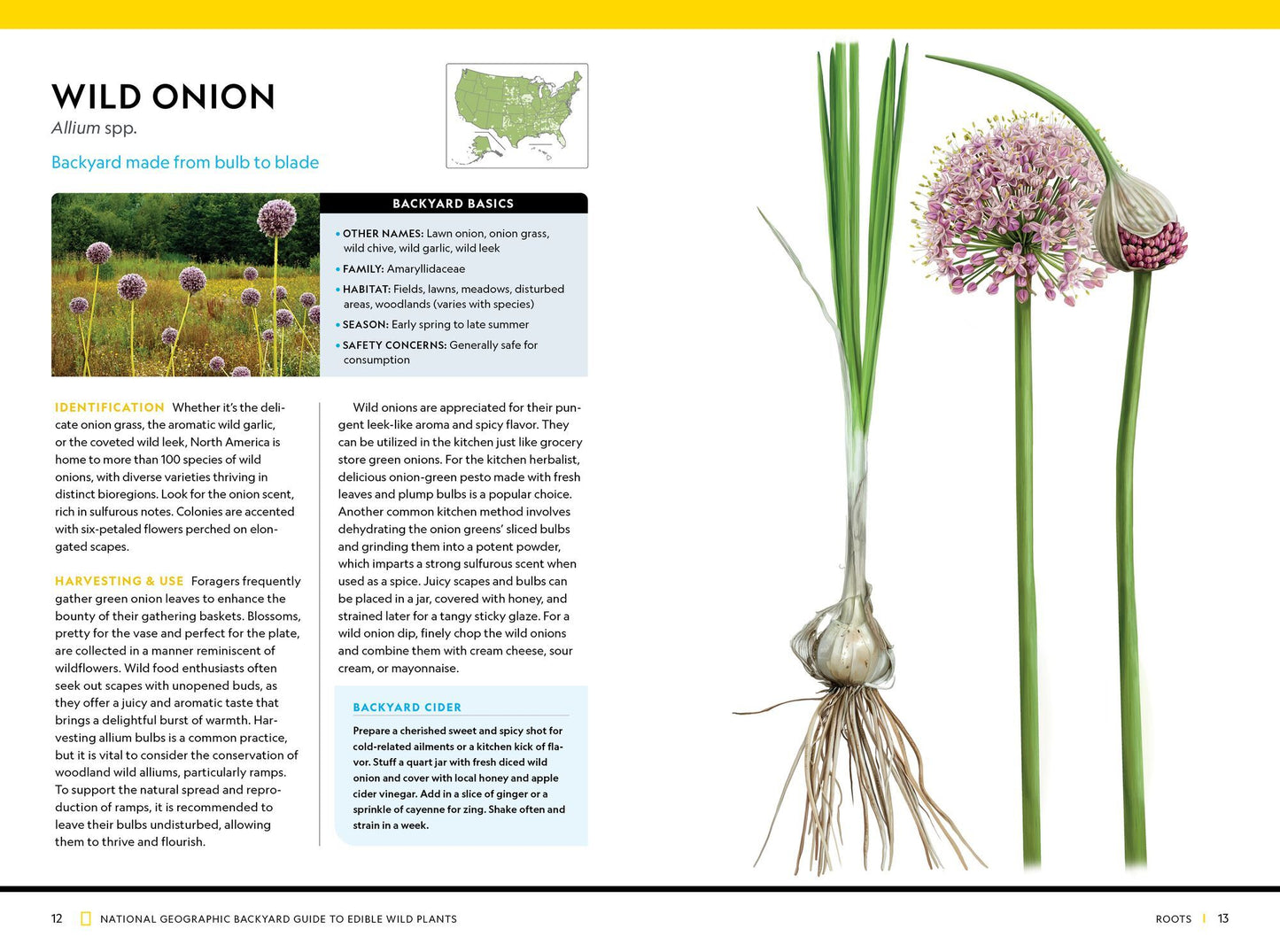 National Geographic Backyard Guide to Edible Wild Plants