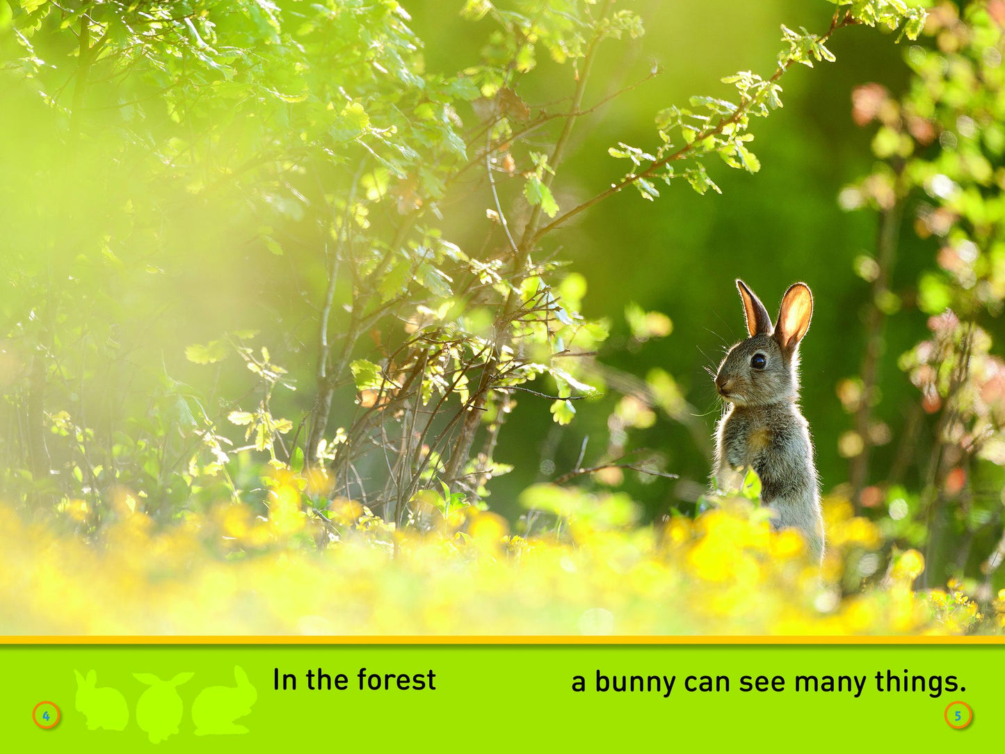 National Geographic Readers: Hop, Bunny!: Explore the Forest