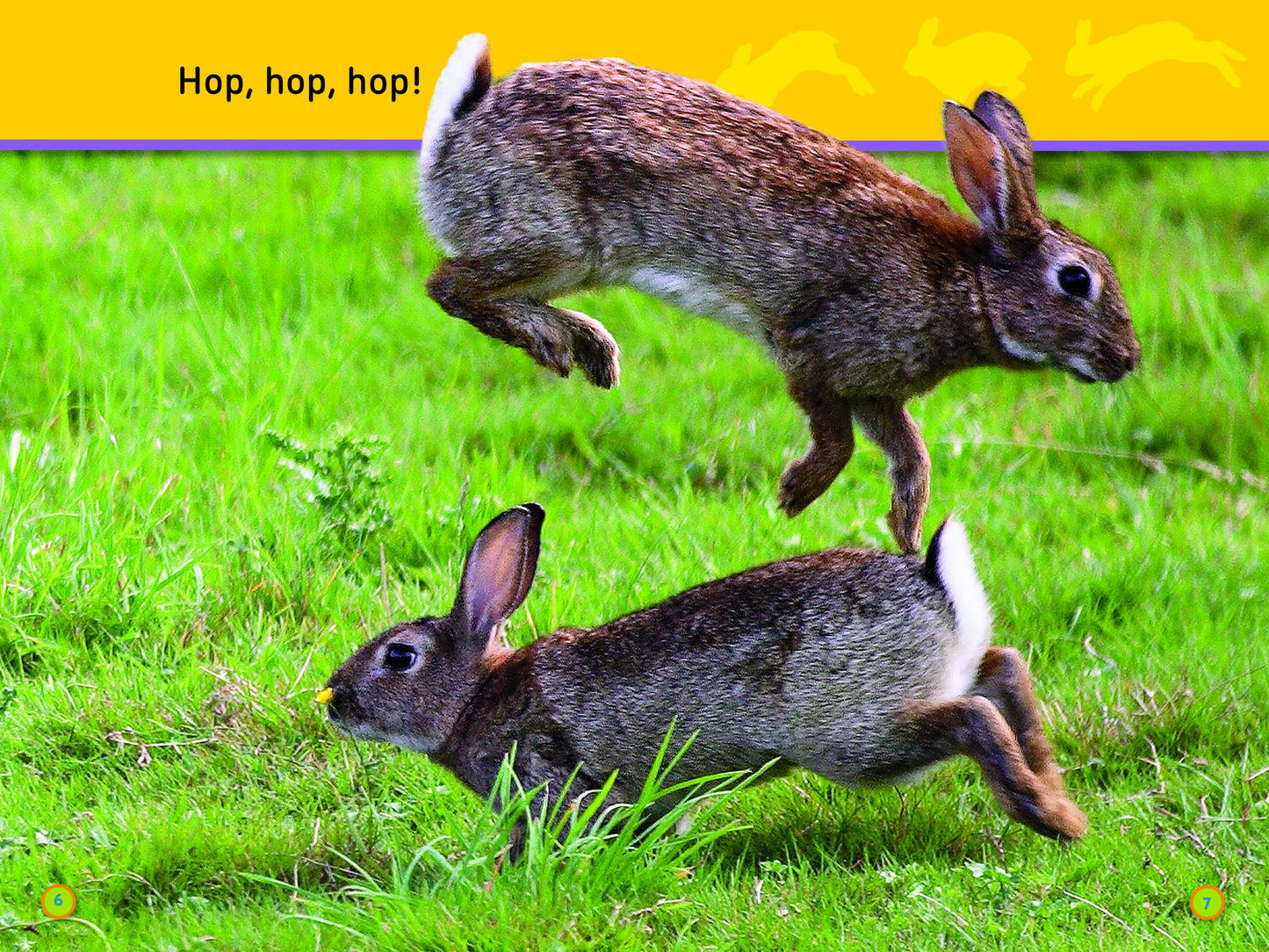 National Geographic Readers: Hop, Bunny!: Explore the Forest
