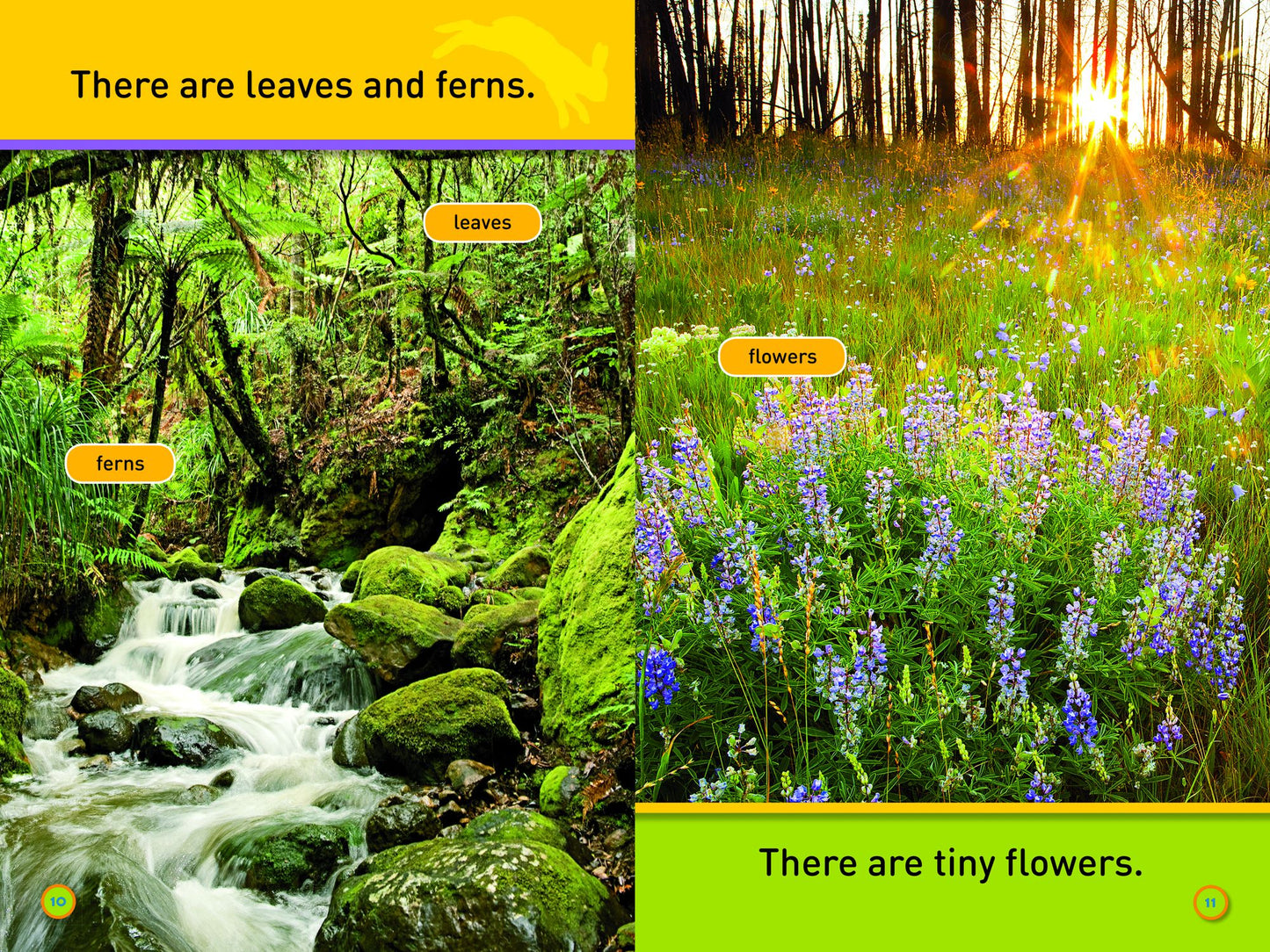 National Geographic Readers: Hop, Bunny!: Explore the Forest