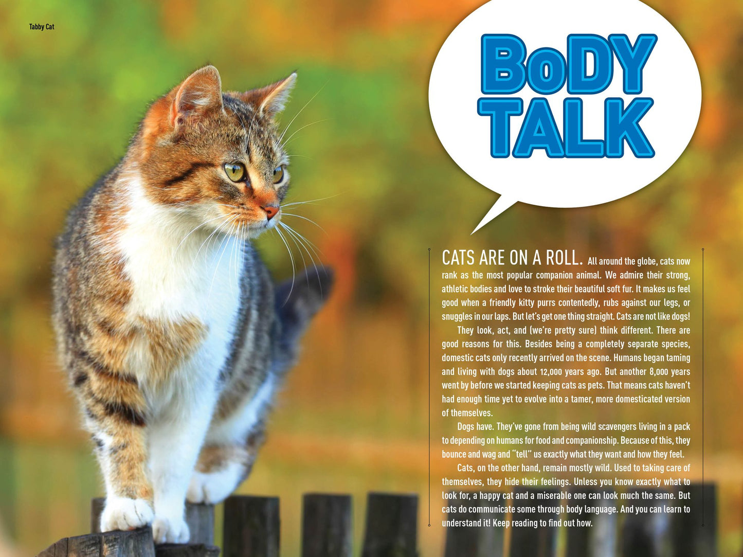 How to Speak Cat: A Guide to Decoding Cat Language