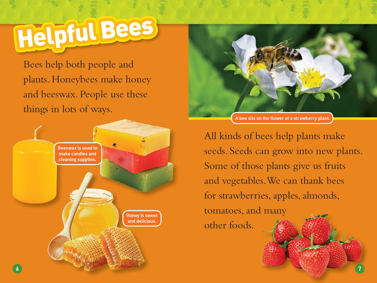Bees