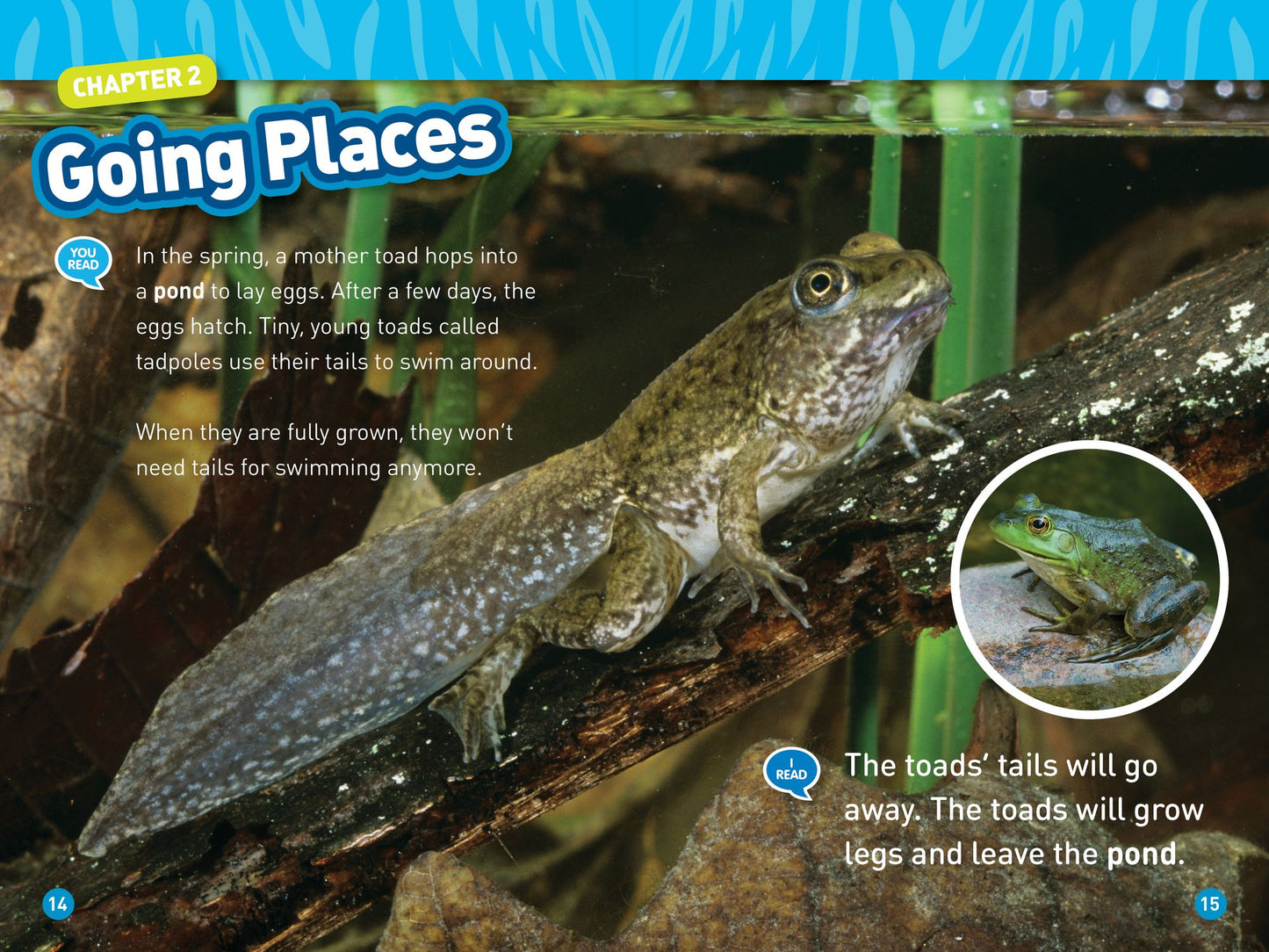 National Geographic Readers: Animal Tails (L1/Co-Reader)