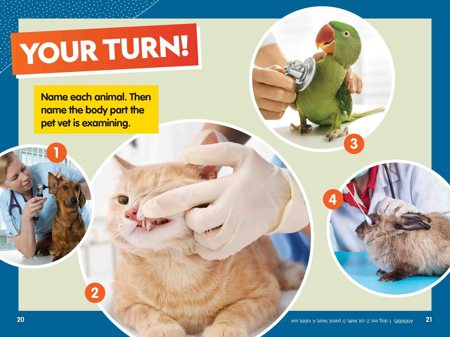 Animal Doctors (Level 1/Co-Reader)
