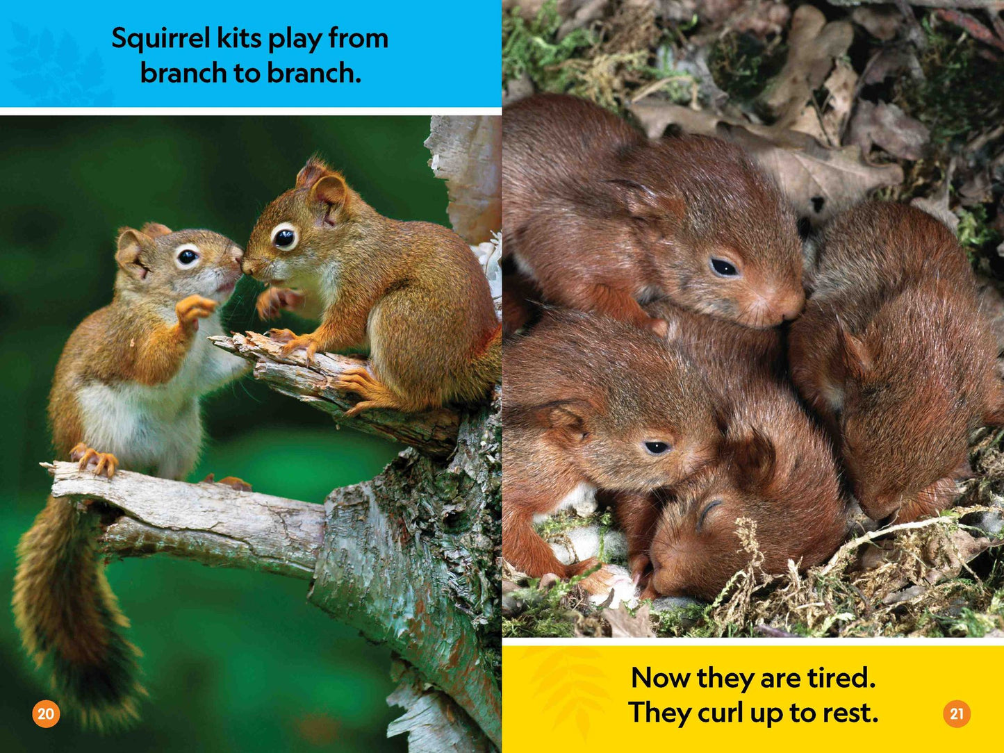 Forest Babies (Pre-Reader)