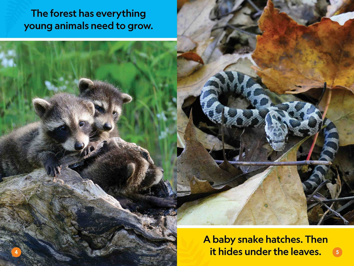 Forest Babies (Pre-Reader)