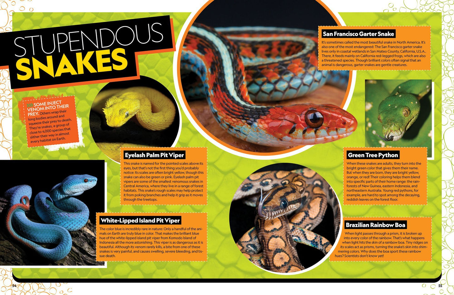 The Ultimate Book of Reptiles: Your guide to the secret lives of these scaly, slithery, and spectacular creatures!