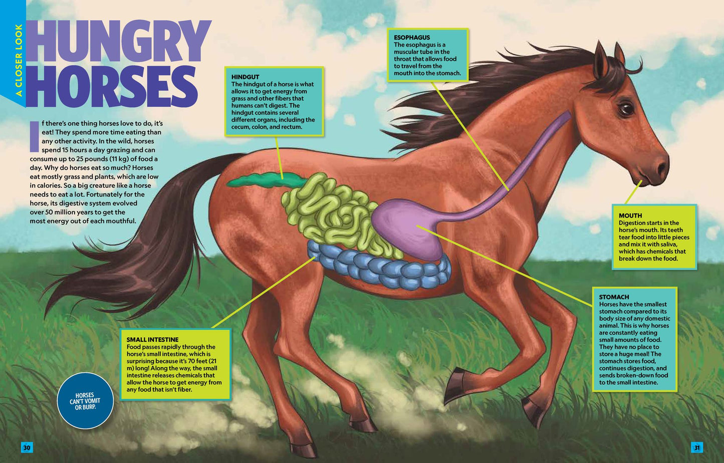 Can't Get Enough Horse Stuff