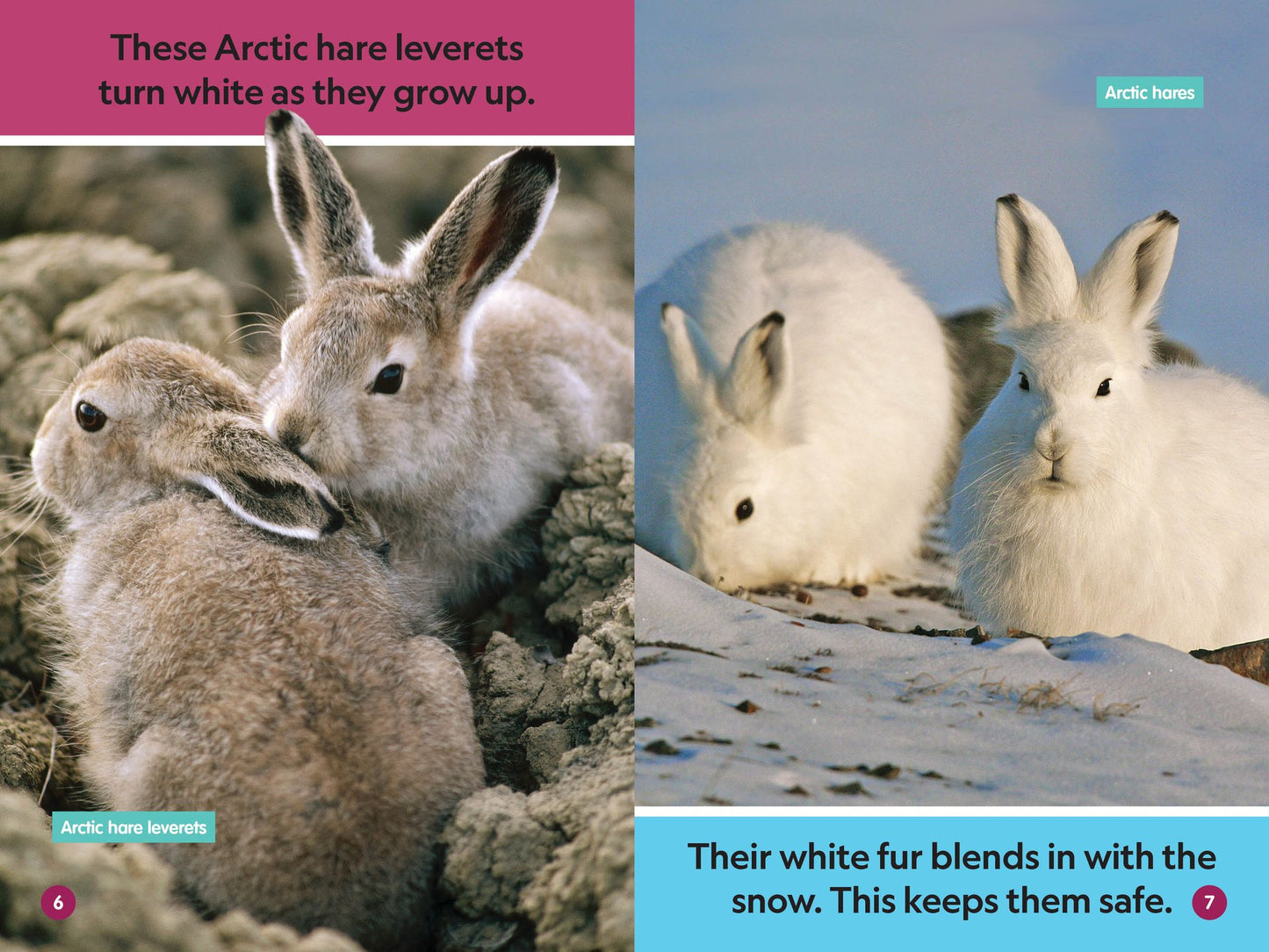 National Geographic Readers: Polar Babies (Pre-Reader)