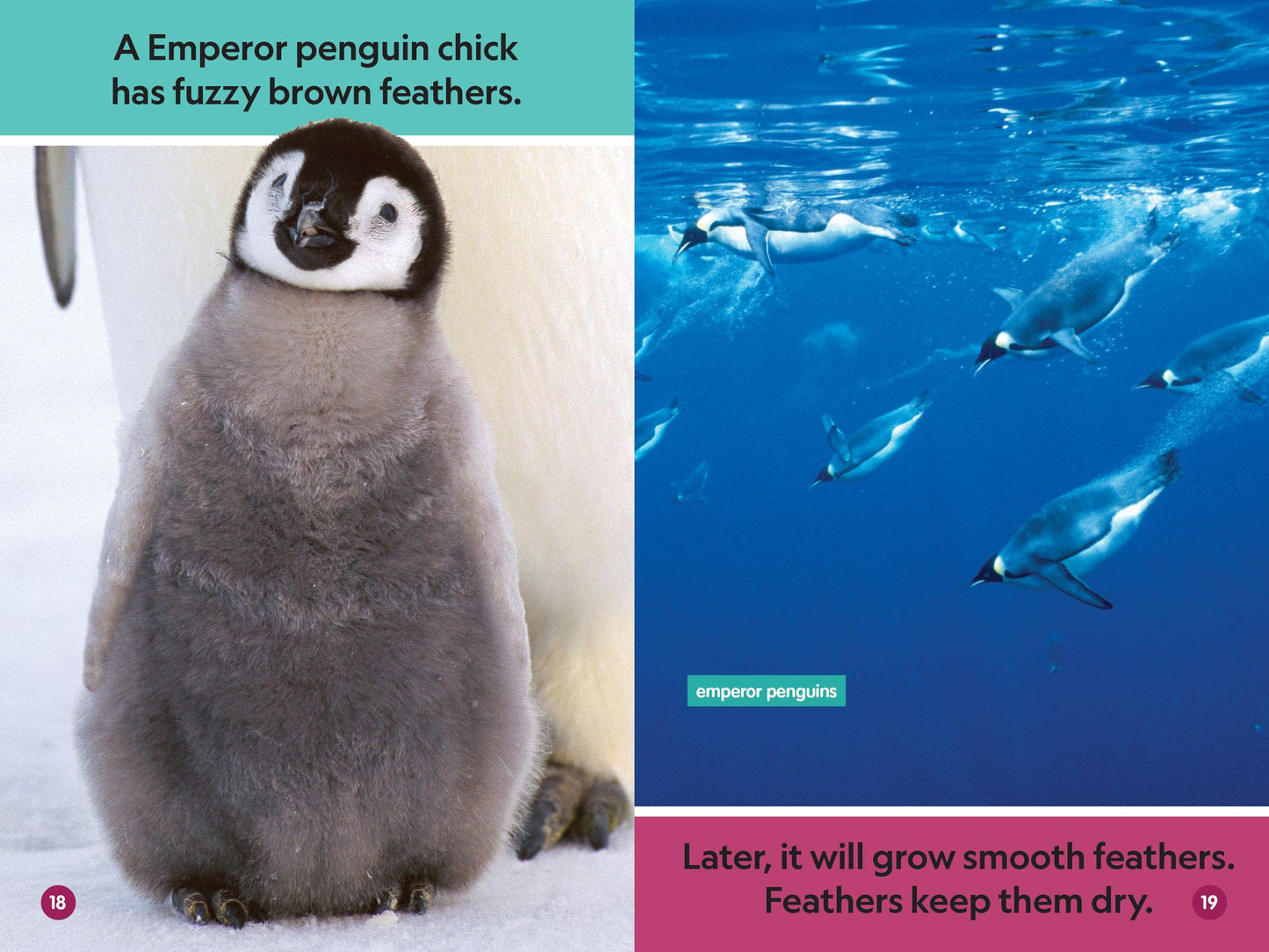 National Geographic Readers: Polar Babies (Pre-Reader)