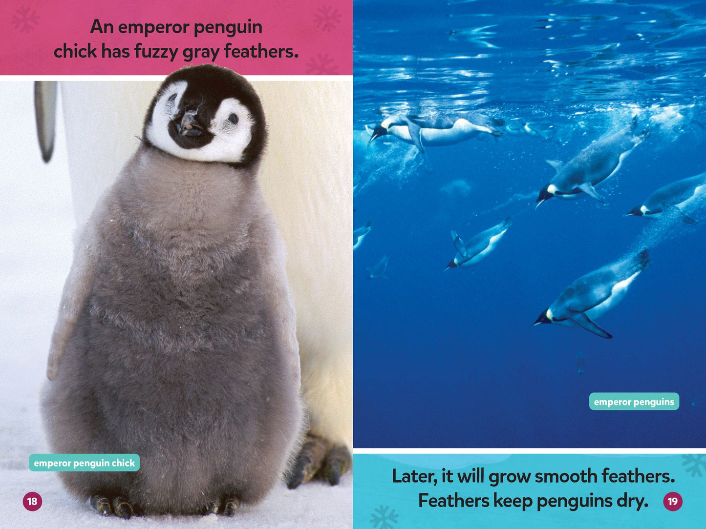 National Geographic Readers: Polar Babies (Pre-Reader)