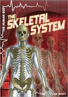 The Skeletal System