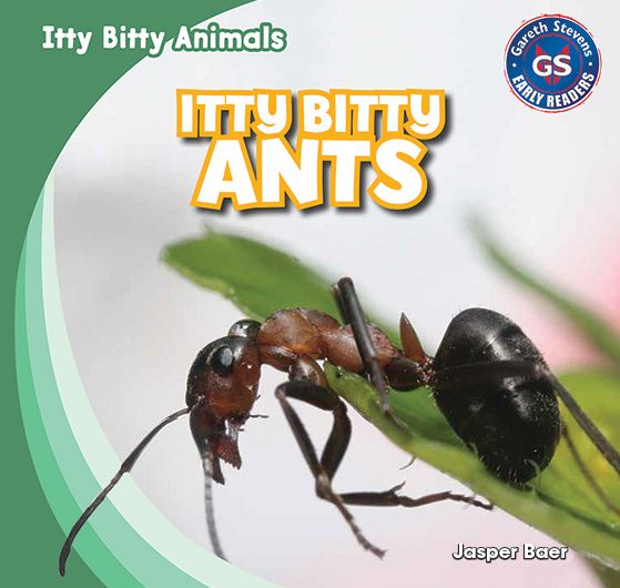 Itty Bitty Ants