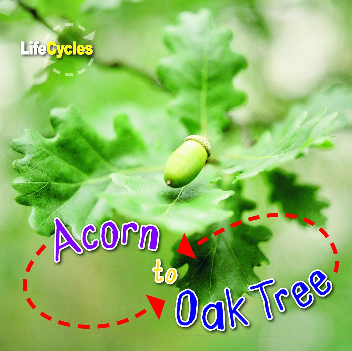 Acorn to Oak Tree