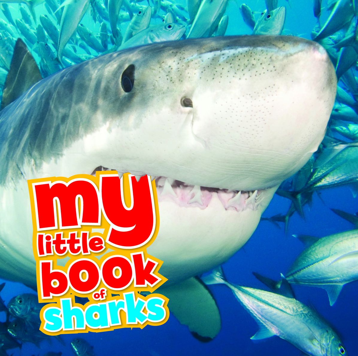 My Little Book of Sharks