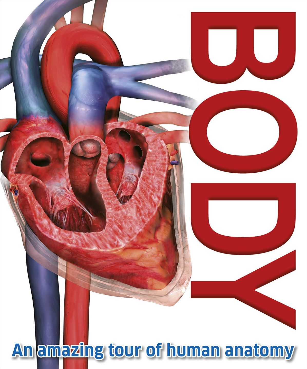 Body