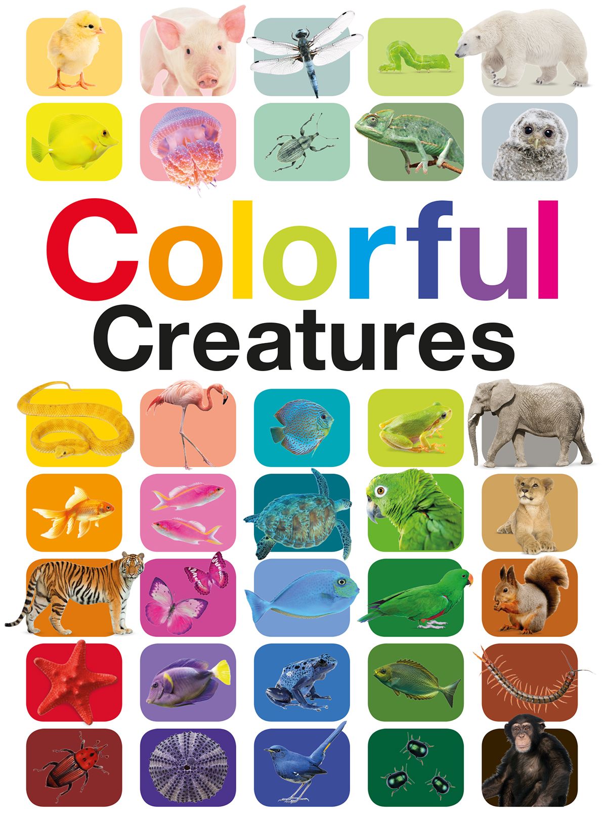 Colorful Creatures