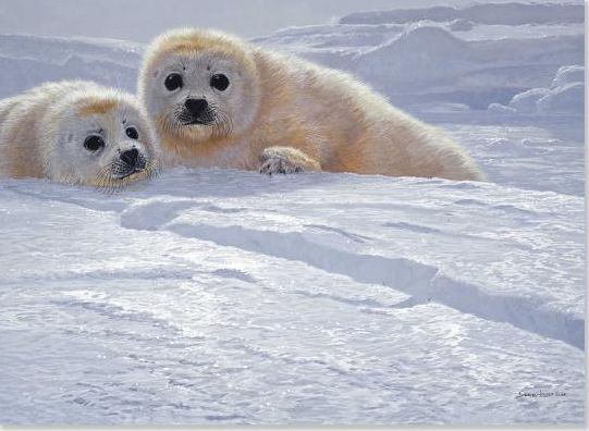 Baby Seals Christmas Boxed Card