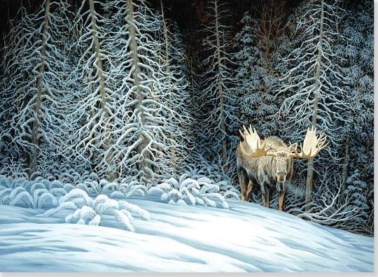 Moose In Moonlight Christmas Boxed Card