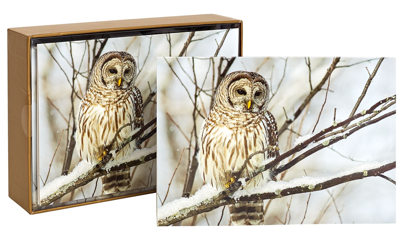 Owl On A Snowy Branch Christmas Boxed Card