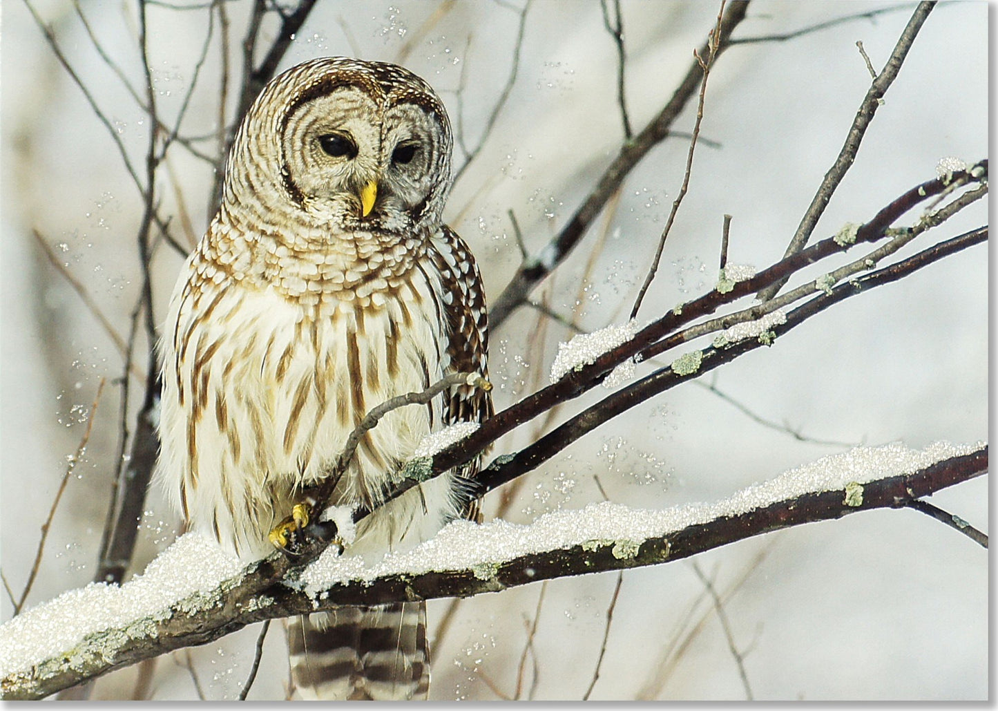 Owl On A Snowy Branch Christmas Boxed Card