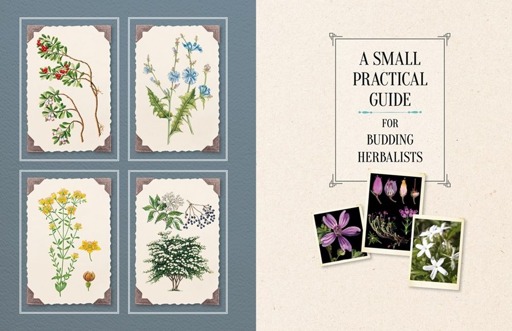 100 Plants That Heal: The Illustrated Herbarium of Medicinal Plants