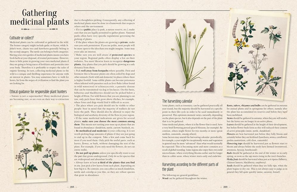 100 Plants That Heal: The Illustrated Herbarium of Medicinal Plants