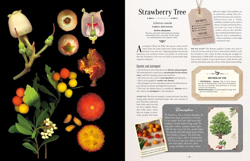 100 Plants That Heal: The Illustrated Herbarium of Medicinal Plants