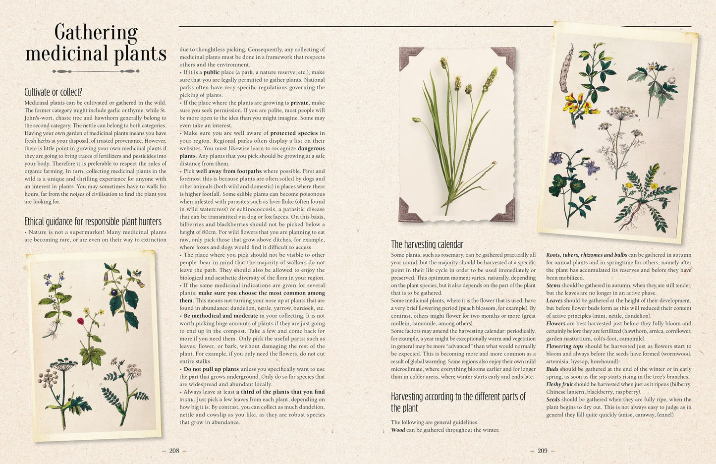 100 Plants That Heal