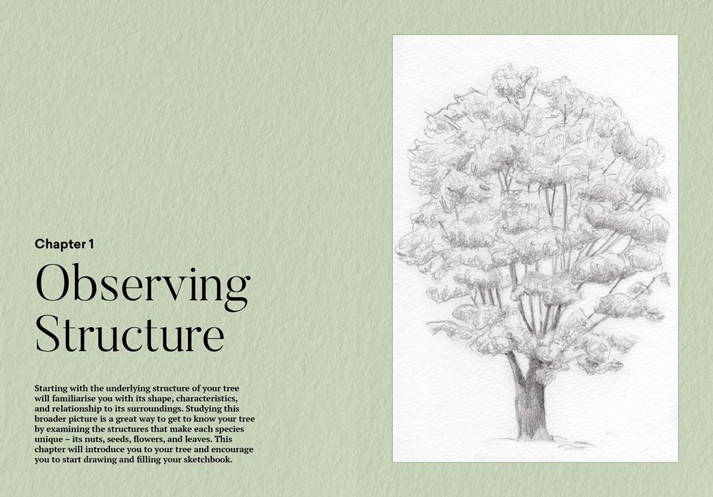How to Draw a Tree: From the Fruit to the Forest