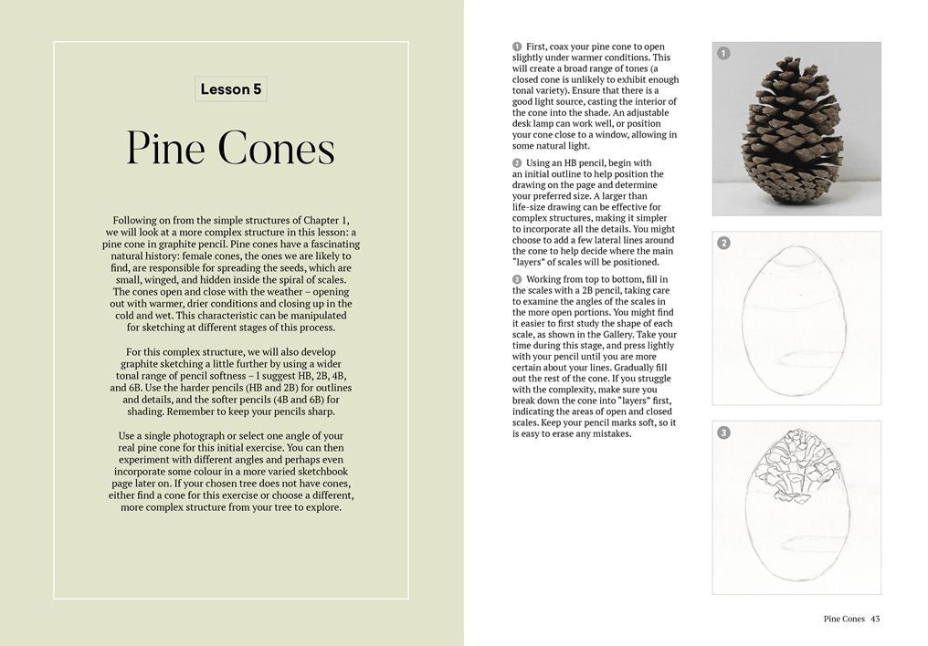 How to Draw a Tree: From the Fruit to the Forest